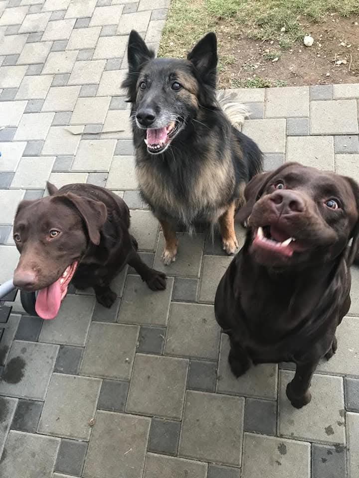 Magnétisme animal Delle