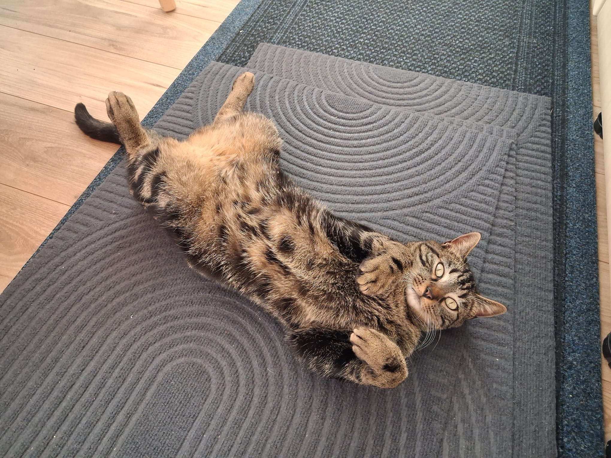 Magnétisme animal Delle